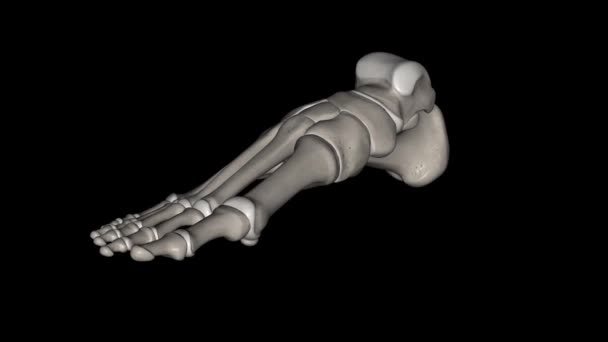 Human Foot Consists Bones — Stok video