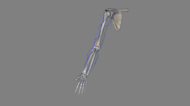 セファリック静脈は上肢の表面的な静脈であり それは腕の2つの主要な静脈の1つです — ストック動画