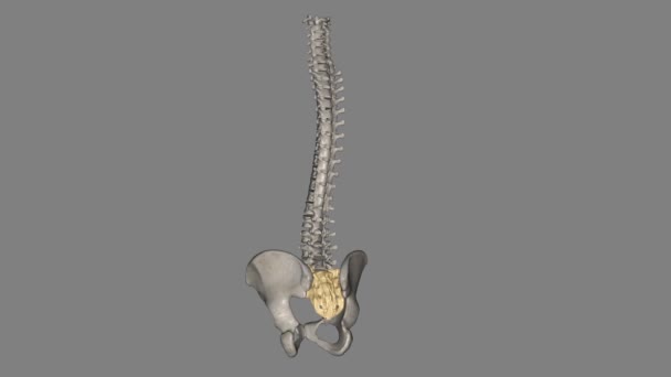 サクラムは脊椎のすぐ下にある三角骨です — ストック動画