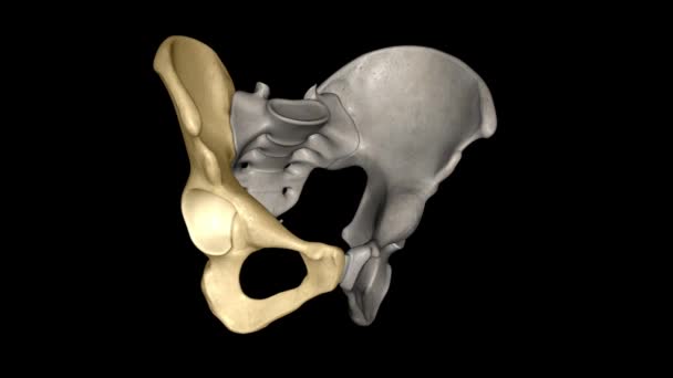Hip Bone Comprised Three Parts Ilium Pubis Ischium — Stock Video