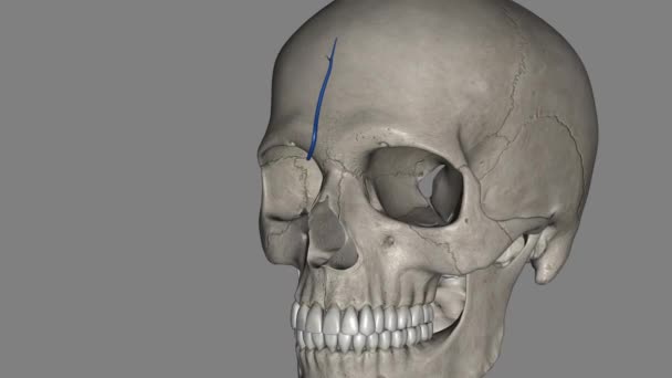 锁骨上静脉 额静脉3D — 图库视频影像