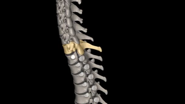 척추는 지역에서 열등한 척추입니다 — 비디오