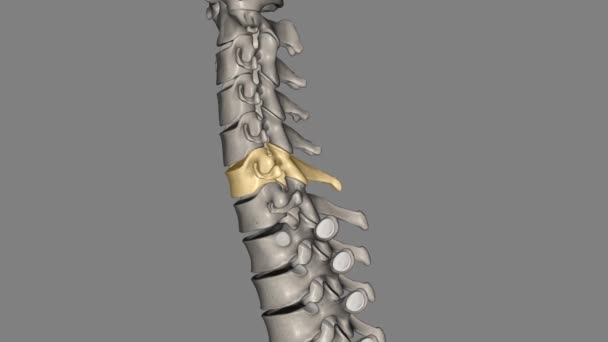 C6脊椎は 首の最も低い領域に位置する子宮頸部脊髄の一部です — ストック動画