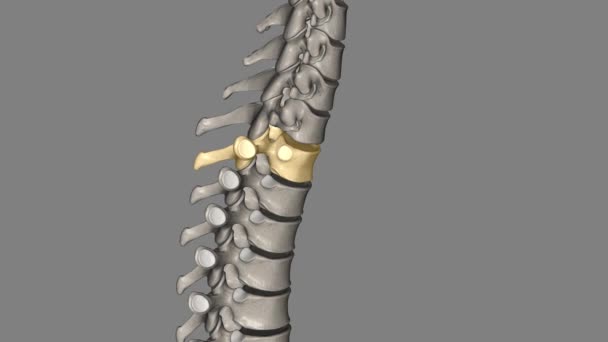 First Thoracic Vertebrae Has Either Side Body Entire Articular Fact — Stock Video