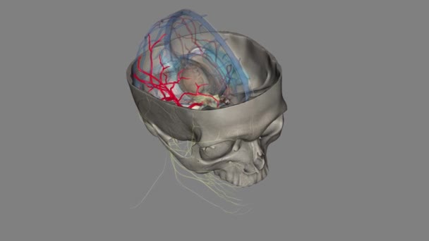 Средняя Мозговая Артерия Является Крупнейшей Ветвью Второй Терминальной Ветвью Внутренней — стоковое видео