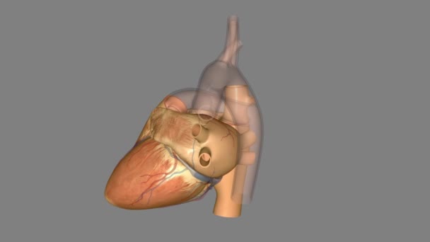 Серце Орган Кулачкового Розміру Який Відкачує Кров Всьому Тілу — стокове відео
