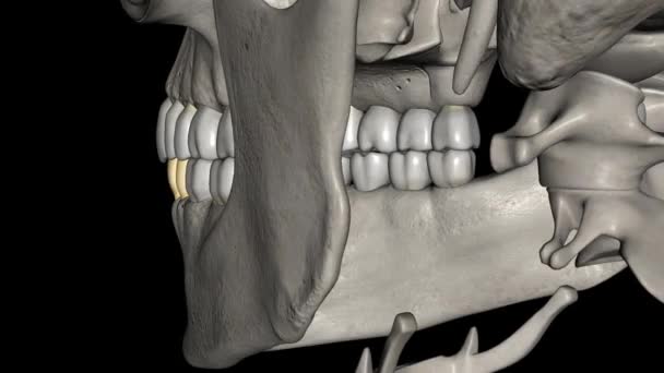 義務的な最初の前駆体は 口の義務的なカインの両方から後で位置する歯ですが 両方の義務的な第二の前駆体から — ストック動画