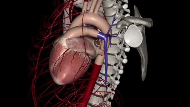 Δεξιά Και Αριστερή Στεφανιαία Αρτηρία Παρέχουν Αίμα Στην Καρδιά Σας — Αρχείο Βίντεο