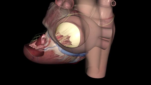 Heart Posterior Fascicle Medical — Stock Video