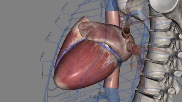Great Cardiac Vein Left Coronary Vein Vein Heart Begins Apex — Stock Video