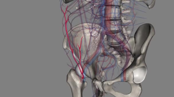 Arteria Epigástrica Superficial Una Pequeña Rama Arteria Femoral — Vídeo de stock