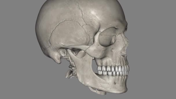 Skull Anterior Spinal Column Bony Structure Encases Brain — Stock Video