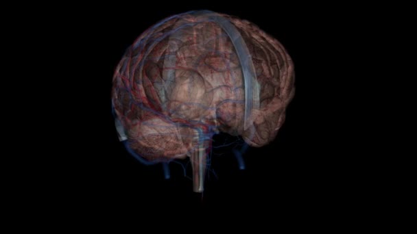动脉及静脉3D — 图库视频影像