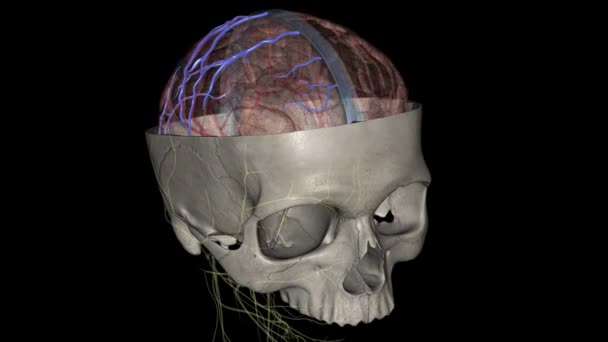 Superior Cerebral Veins Drain Superior Portion Cerebral Cortex — Stock Video