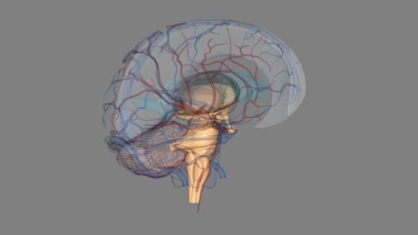 脑干是你大脑中最底部 最僵硬的部分 它把你的大脑和你的脊髓连接起来 — 图库视频影像