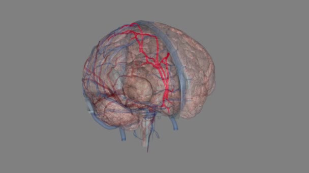 Arteria Cerebral Anterior Rama Terminal Del Segmento Comunicante Arteria Carótida — Vídeo de stock
