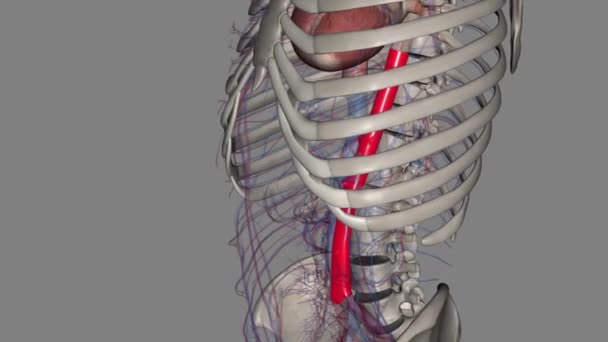 Ein Abdominales Aortenaneurysma Ist Ein Vergrößerter Bereich Unteren Teil Der — Stockvideo