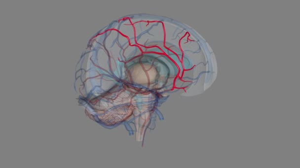 Anterior Cerebral Artery Terminal Branch Communicating Segment Internal Carotid Artery — Stock Video