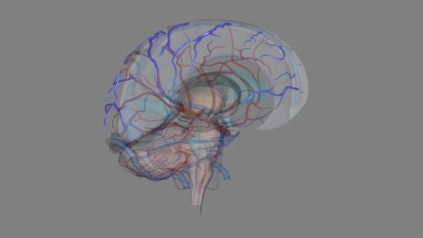 Vene Cerebrali Superiori Drenano Porzione Superiore Della Corteccia Cerebrale — Video Stock