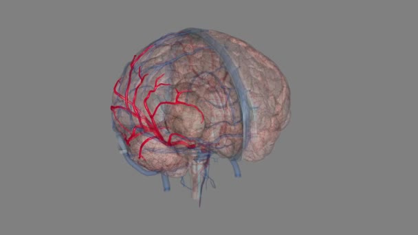中脳動脈 内側の動脈の最大の枝と2番目の末端の枝です — ストック動画