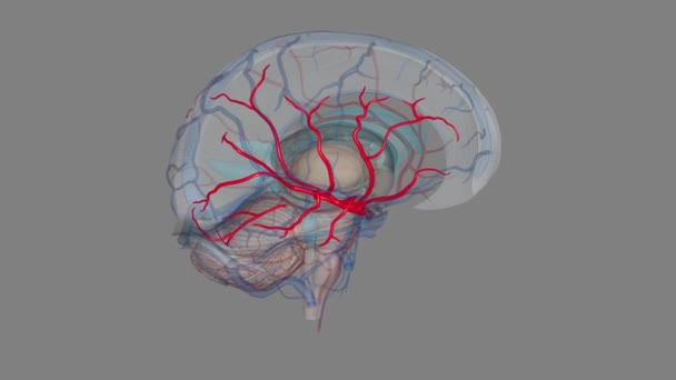 中脳動脈 内側の動脈の最大の枝と2番目の末端の枝です — ストック動画