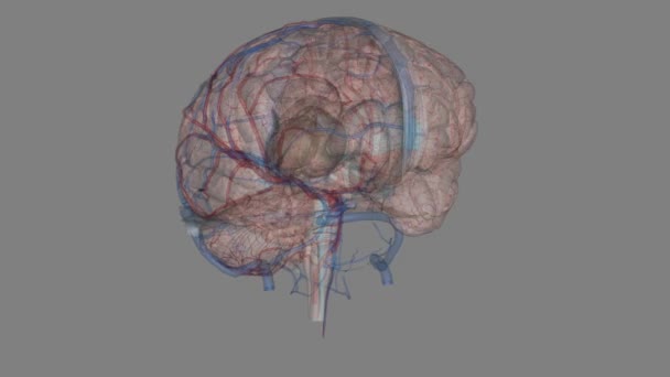 Мозок Артерії Вени — стокове відео