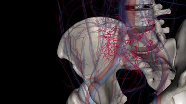 Las Arterias Ileales Son Ramas Arteria Mesentérica Superior Que Suministran — Vídeo de stock
