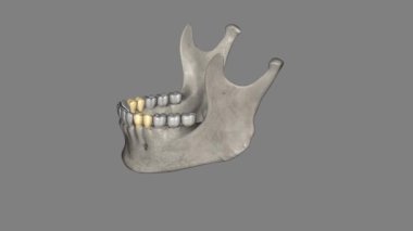 Alt çene azı dişi, iki alt çenenin dişlerinden ve iki alt çene azı dişinden iki tarafa yerleştirilmiş olan dişdir..