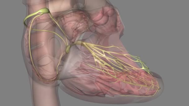 供应心脏的神经网络叫做心脏丛 — 图库视频影像