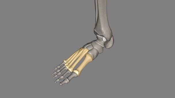 掌骨是前脚的骨头 连接头盖骨的远端 — 图库视频影像