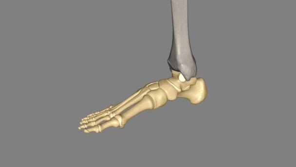 Lidská Noha Silná Složitá Mechanická Konstrukce Obsahující Kostí Kloubů — Stock video