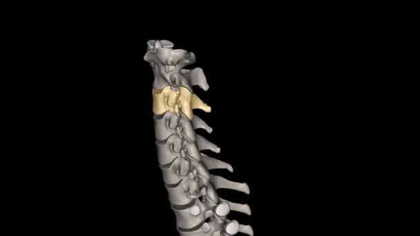 Vértebra Hueso Columna Cervical Que Encuentra Cuello Alrededor Barbilla Hueso — Vídeo de stock
