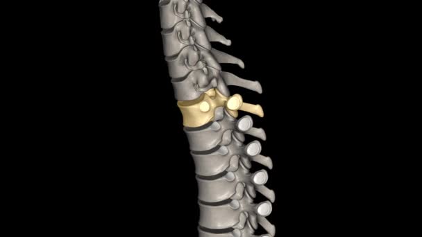 Lowest Vertebrae Spinal Bones Lumbar Spine — Stock Video