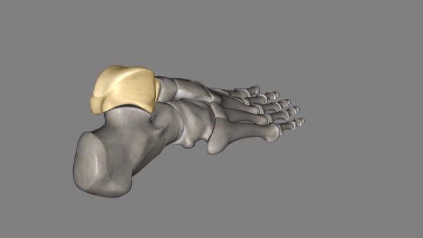 Talus Talus Bone Astragalus Ankle Bone One Group Foot Bones — Stock video