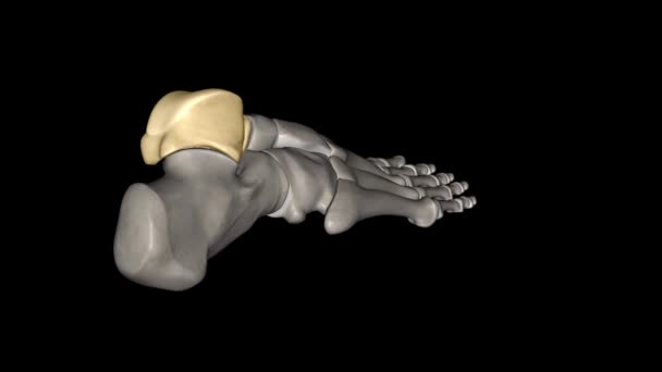 Talus Talus Bone Astragalus Ankle Bone One Group Foot Bones — Stock videók