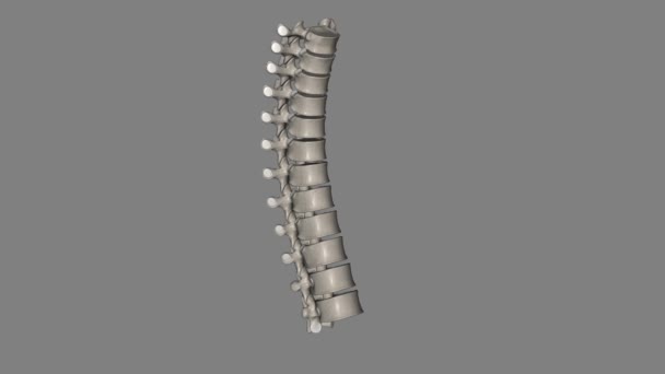 在脊椎动物中 胸椎构成椎柱的中间段 位于颈椎和腰椎之间 — 图库视频影像