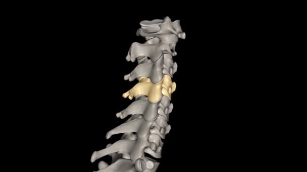 Cuarta Vértebra Cervical Está Localizada Centralmente Región Cervical Cuello Columna — Vídeo de stock