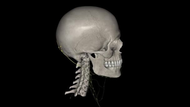 頭蓋骨の前頭骨の近くに頭部の後ろに位置しています — ストック動画