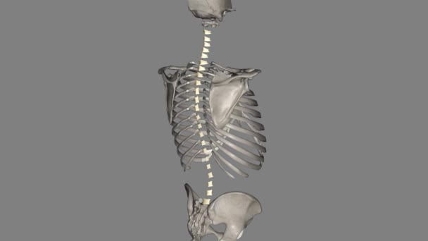リガンドフラバは 隣接する脊椎のラミナの中心部分を接続する一連の靭帯です — ストック動画