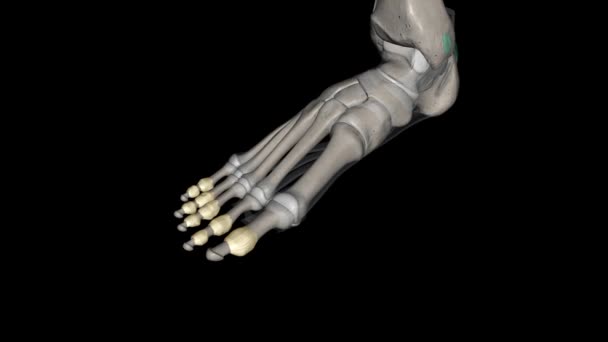 Ayağın Parmak Eklemleri Ayaktaki Parmak Kemiğinin Parmak Kemikleri Arasındadır — Stok video