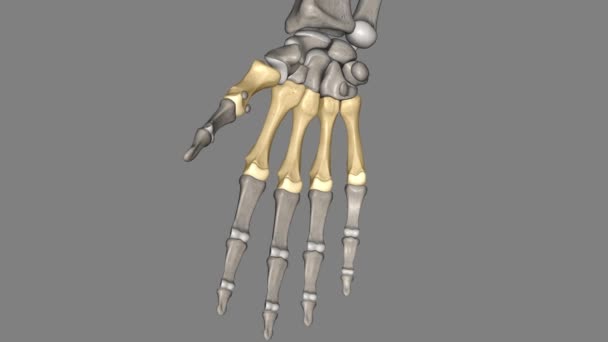 Metacarpals Long Thin Bones Located Carpal Bones Wrist Phalanges Digits — Stock Video