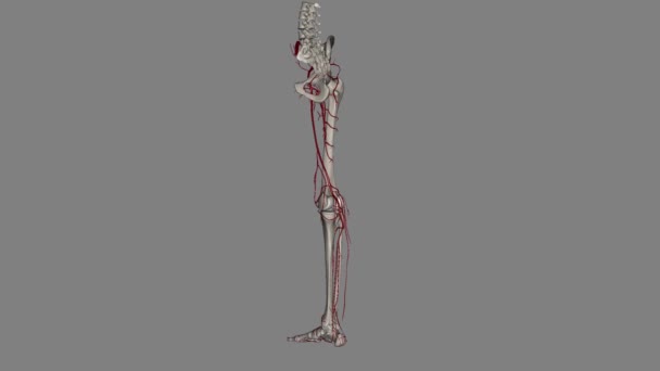 骨盤と下肢は 右と左の一般的な心臓動脈の遠隔連続から血管供給を受け取ります — ストック動画