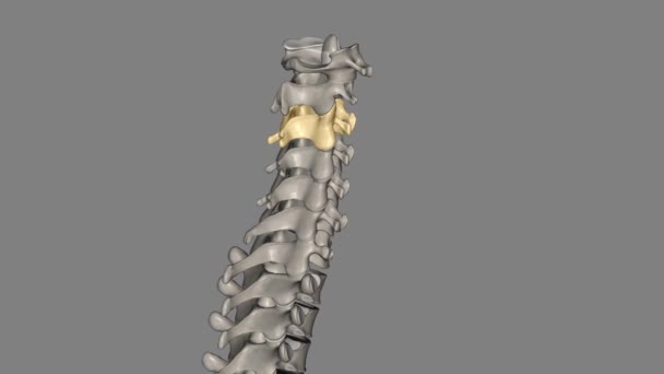 C3椎骨是颈椎的骨头 位于下巴和舌骨周围的颈部 — 图库视频影像