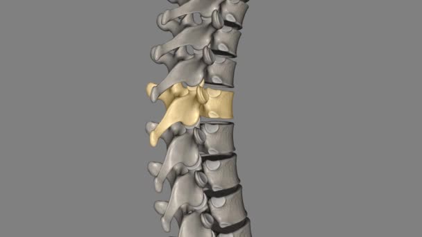 Thoracic Vertebral Twelve Vertebrae Located Thoracic Spine Numbered — Stock Video
