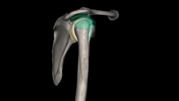 Joint Capsule Glenohumeral Joint — Stock Video
