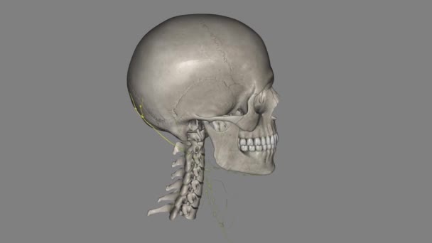 Die Okzipitalen Lymphknoten Befinden Sich Hinterkopf Der Nähe Des Hinterhauptsknochens — Stockvideo