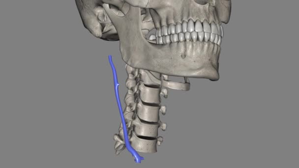 颈外静脉是一种用于院前药物静脉通畅的大静脉 — 图库视频影像