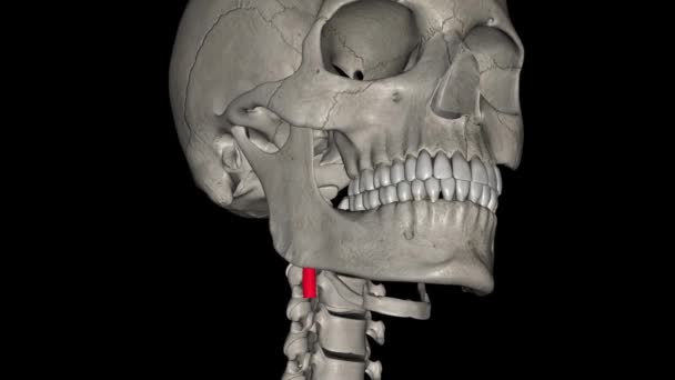 颈内动脉是颈内动脉的分支 分叉入颈内 — 图库视频影像