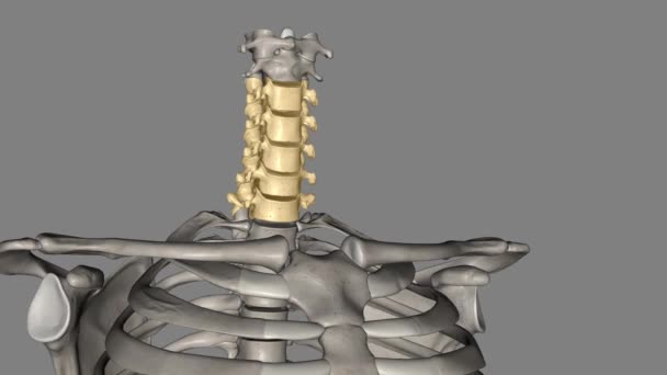 首の領域 は7つの骨 C7椎骨 で構成されており 椎間ディスクで区切られています — ストック動画