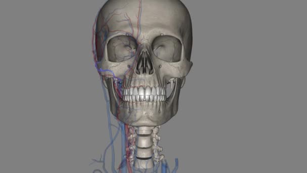 横向きの顔の動脈は表面的な時間動脈から分岐し 顔を横切って走る動脈です — ストック動画
